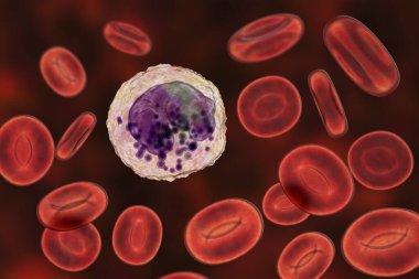 Basophil, beyaz kan hücresi, 3 boyutlu illüstrasyon. Basofiller, iltihaplı reaksiyonlara ve alerjik hastalıklara katılan granüloitler.