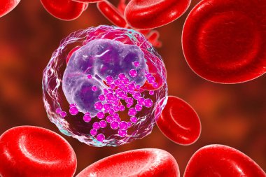 Basophil, beyaz kan hücresi, 3 boyutlu illüstrasyon. Basofiller, iltihaplı reaksiyonlara ve alerjik hastalıklara katılan granüloitler.