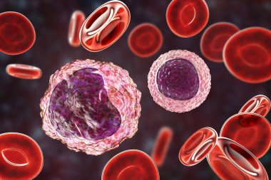 Monocyte left and lymphocyte right surrounded by red blood cells, 3D illustration clipart