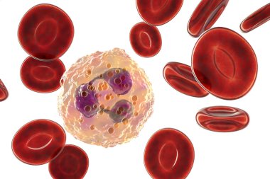 Nötrofil, beyaz kan hücresi. kırpma yolu ile beyaz arkaplanda izole edilmiş, 3 boyutlu illüstrasyon. En bol granüloit türünün fagositleri vardır ve iltihaplanmada yer alır.