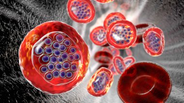 The malaria-infected red blood cells. 3D illustration showing parasite Plasmodium falciparum in schizont stage inside red blood cells, the causative agent of tropical malaria clipart