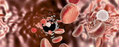 Kırmızı kan hücreli ve beyaz kan hücreli kan damarı, küresel 360 derece panorama. 3B illüstrasyon