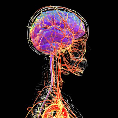 İnsan beynindeki atardamar kan akışı, yan görüş, üç boyutlu illüstrasyon.