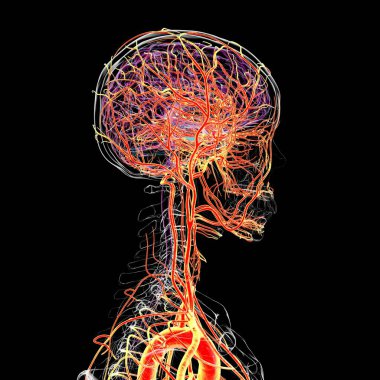 İnsan beynindeki atardamar kan akışı, yan görüş, üç boyutlu illüstrasyon.