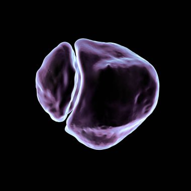 Çift taraflı dizkapağı, üç boyutlu illüstrasyon. Diz kapağının erimemiş bir aksesuar ossifikasyon merkezi var. Genellikle süper olateral. Tamamen kaynaşmak yerine iki ayrı kemik parçası olarak kalır..