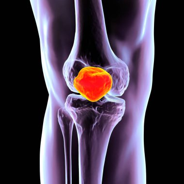 İnsan diz kapağı anatomisi (diz kapağı), 3 boyutlu illüstrasyon.