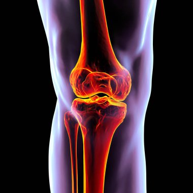 Diz kemiği anatomisi, uyluk kemiği, kaval kemiği, kamış kemiği ve diz kapağı kemiğini gösteren 3 boyutlu illüstrasyon..