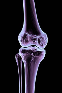 Diz kemiği anatomisi, uyluk kemiği, kaval kemiği, kamış kemiği ve diz kapağı kemiğini gösteren 3 boyutlu illüstrasyon..