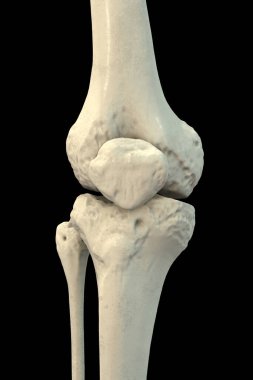 Diz kemiği anatomisi, uyluk kemiği, kaval kemiği, kamış kemiği ve diz kapağı kemiğini gösteren 3 boyutlu illüstrasyon..