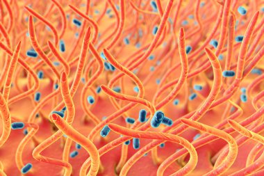 Bordetella pertusis bakterisi solunum yolunda, 3 boyutlu illüstrasyon. Boğmaca yapan bakteriler. Resimler solunum yolu ve bakteri siliasını gösteriyor.