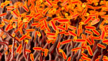 Boğmaca bakterisi Bordetella pertussis solunum yolunda, solunum epitelyum ve bakteri siliasını gösteren 3 boyutlu illüstrasyon