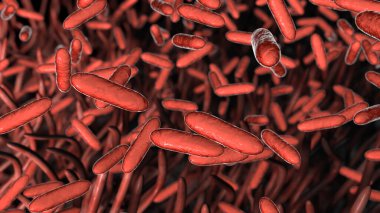 Boğmaca bakterisi Bordetella pertussis solunum yolunda, solunum epitelyum ve bakteri siliasını gösteren 3 boyutlu illüstrasyon