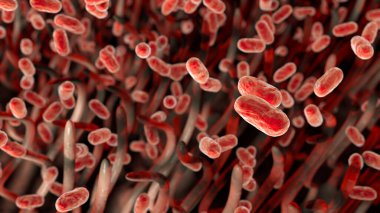 Boğmaca bakterisi Bordetella pertussis solunum yolunda, solunum epitelyum ve bakteri siliasını gösteren 3 boyutlu illüstrasyon
