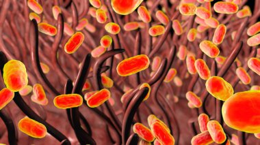 Boğmaca bakterisi Bordetella pertussis solunum yolunda, solunum epitelyum ve bakteri siliasını gösteren 3 boyutlu illüstrasyon