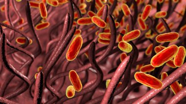 Boğmaca bakterisi Bordetella pertussis solunum yolunda, solunum epitelyum ve bakteri siliasını gösteren 3 boyutlu illüstrasyon