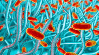 Boğmaca bakterisi Bordetella pertussis solunum yolunda, solunum epitelyum ve bakteri siliasını gösteren 3 boyutlu illüstrasyon