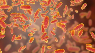 Bordetella parapertusis bakterisi, boğmaca benzeri öksürük hastalığının nedensel maddesi, 3 boyutlu illüstrasyon