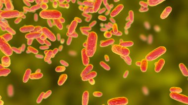 Bordetella parapertusis bakterisi, boğmaca benzeri öksürük hastalığının nedensel maddesi, 3 boyutlu illüstrasyon