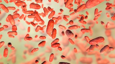 Bordetella parapertusis bakterisi, boğmaca benzeri öksürük hastalığının nedensel maddesi, 3 boyutlu illüstrasyon