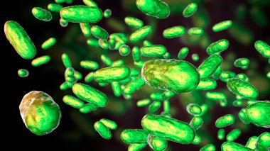 Bordetella parapertusis bakterisi, boğmaca benzeri öksürük hastalığının nedensel maddesi, 3 boyutlu illüstrasyon