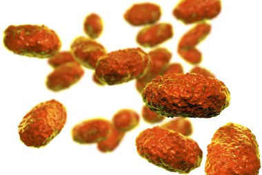 Bordetella pertussis bakterisi beyaz arka planda izole edilmiş, 3 boyutlu illüstrasyon. Gram-negatif coccobacilli bakterisi çocukların boğmaca enfeksiyonuna neden olur.