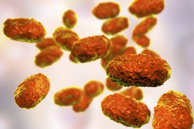 Bordetella pertussis bakterisi, 3 boyutlu illüstrasyon. Gram-negatif coccobacilli bakterisi çocukların boğmaca enfeksiyonuna neden olur.