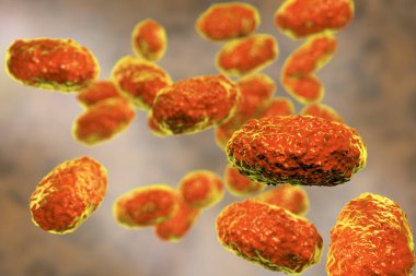 Bordetella pertussis bakterisi, 3 boyutlu illüstrasyon. Gram-negatif coccobacilli bakterisi çocukların boğmaca enfeksiyonuna neden olur.