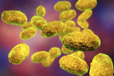 Bordetella pertussis bakterisi, 3 boyutlu illüstrasyon. Gram-negatif coccobacilli bakterisi çocukların boğmaca enfeksiyonuna neden olur.