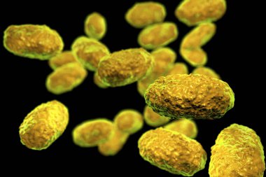 Bordetella pertussis bakterisi siyah zemin üzerinde izole edilmiş, 3 boyutlu illüstrasyon. Gram-negatif coccobacilli bakterisi çocukların boğmaca enfeksiyonuna neden olur.