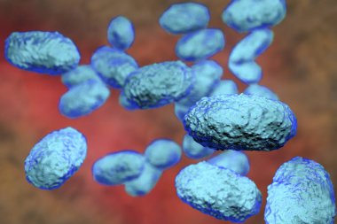 Bordetella pertussis bakterisi, 3 boyutlu illüstrasyon. Gram-negatif coccobacilli bakterisi çocukların boğmaca enfeksiyonuna neden olur.