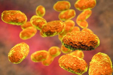 Bordetella pertussis bakterisi, 3 boyutlu illüstrasyon. Gram-negatif coccobacilli bakterisi çocukların boğmaca enfeksiyonuna neden olur.