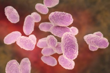 Bordetella pertussis bakterisi, 3 boyutlu illüstrasyon. Gram-negatif coccobacilli bakterisi çocukların boğmaca enfeksiyonuna neden olur.