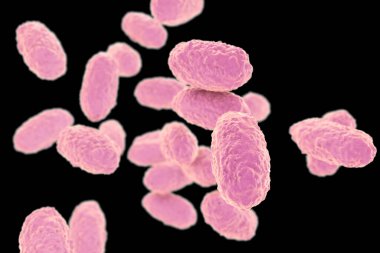 Bordetella pertussis bakterisi siyah zemin üzerinde izole edilmiş, 3 boyutlu illüstrasyon. Gram-negatif coccobacilli bakterisi çocukların boğmaca enfeksiyonuna neden olur.