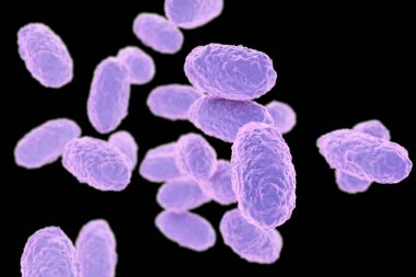 Bordetella pertussis bakterisi siyah zemin üzerinde izole edilmiş, 3 boyutlu illüstrasyon. Gram-negatif coccobacilli bakterisi çocukların boğmaca enfeksiyonuna neden olur.