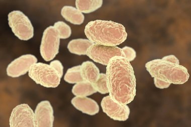Bordetella pertussis bakterisi, 3 boyutlu illüstrasyon. Gram-negatif coccobacilli bakterisi çocukların boğmaca enfeksiyonuna neden olur.
