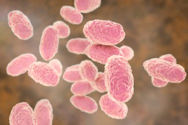 Bordetella pertussis bakterisi, 3 boyutlu illüstrasyon. Gram-negatif coccobacilli bakterisi çocukların boğmaca enfeksiyonuna neden olur.