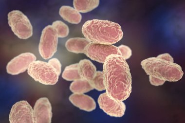 Bordetella pertussis bakterisi, 3 boyutlu illüstrasyon. Gram-negatif coccobacilli bakterisi çocukların boğmaca enfeksiyonuna neden olur.