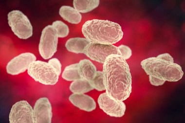 Bordetella pertussis bakterisi, 3 boyutlu illüstrasyon. Gram-negatif coccobacilli bakterisi çocukların boğmaca enfeksiyonuna neden olur.