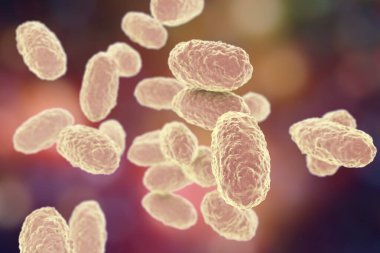 Bordetella pertussis bakterisi, 3 boyutlu illüstrasyon. Gram-negatif coccobacilli bakterisi çocukların boğmaca enfeksiyonuna neden olur.
