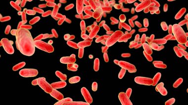 Bordetella pertussis bakterisi, 3 boyutlu illüstrasyon. Gram-negatif coccobacilli bakterisi çocukların boğmaca enfeksiyonuna neden olur.