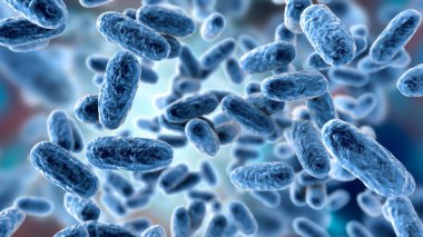 Bordetella pertussis bakterisi, 3 boyutlu illüstrasyon. Gram-negatif coccobacilli bakterisi çocukların boğmaca enfeksiyonuna neden olur.