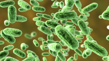 Bordetella pertussis bakterisi, 3 boyutlu illüstrasyon. Gram-negatif coccobacilli bakterisi çocukların boğmaca enfeksiyonuna neden olur.
