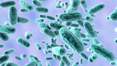 Bordetella pertussis bakterisi, 3 boyutlu illüstrasyon. Gram-negatif coccobacilli bakterisi çocukların boğmaca enfeksiyonuna neden olur.