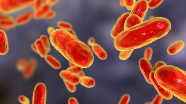 Bordetella pertussis bakterisi, 3 boyutlu illüstrasyon. Gram-negatif coccobacilli bakterisi çocukların boğmaca enfeksiyonuna neden olur.