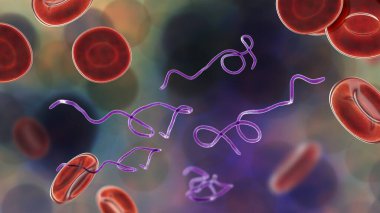 Kanda Borrelia bakterisi, 3 boyutlu illüstrasyon. Lyme hastalığının ve tekrar ateşlenmenin sebebi.