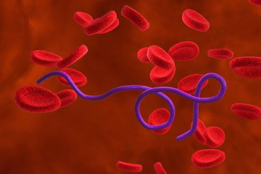 Kanında kırmızı kan hücreleri olan Borrelia bakterisinin 3 boyutlu bir çizimi. Tekrar ateşlenmeye ve Lyme hastalığına neden olan bakteriler