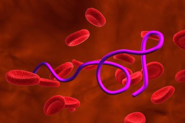 Kanında kırmızı kan hücreleri olan Borrelia bakterisinin 3 boyutlu bir çizimi. Tekrar ateşlenmeye ve Lyme hastalığına neden olan bakteriler