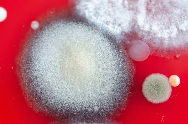 Bakteriyel ve küf mantarı kolonileri kan koyunları üzerinde kapalı havadan yetişiyor, mikrobik çeşitlilik ve hava kirliliği gösteren fotoğraflar sergiliyor..