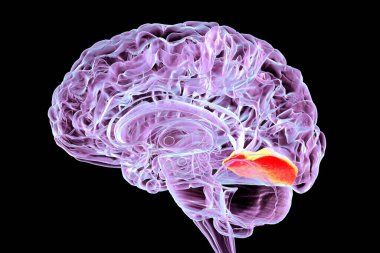 Vurgulanmış dil kıvrımlı insan beyni, ya da orta oksipitotemporal gyrus, 3 boyutlu çizim. Dilsel gyrus vizyonda ve rüyada önemli bir rol oynar. Beynin orta sajital bölümü..