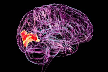 Cuneus gyrus insan beyninde vurgulanmış, görsel işlemden, uzamsal yönelimden ve görsel bozukluklardan ve bilişsel bozukluklardan sorumlu, 3 boyutlu resimleme.